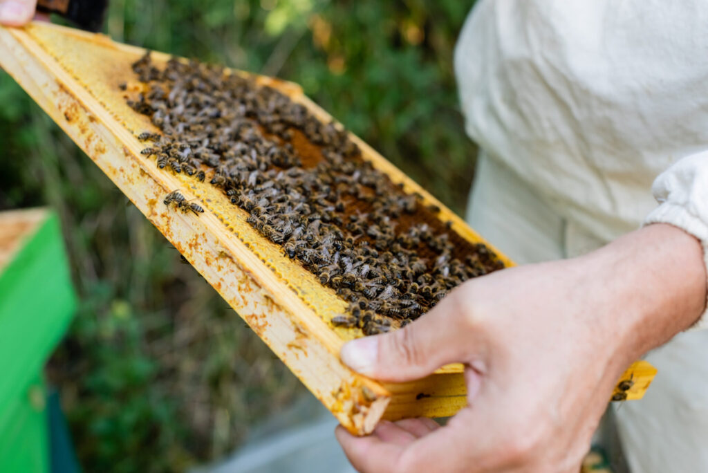 Beehive Management