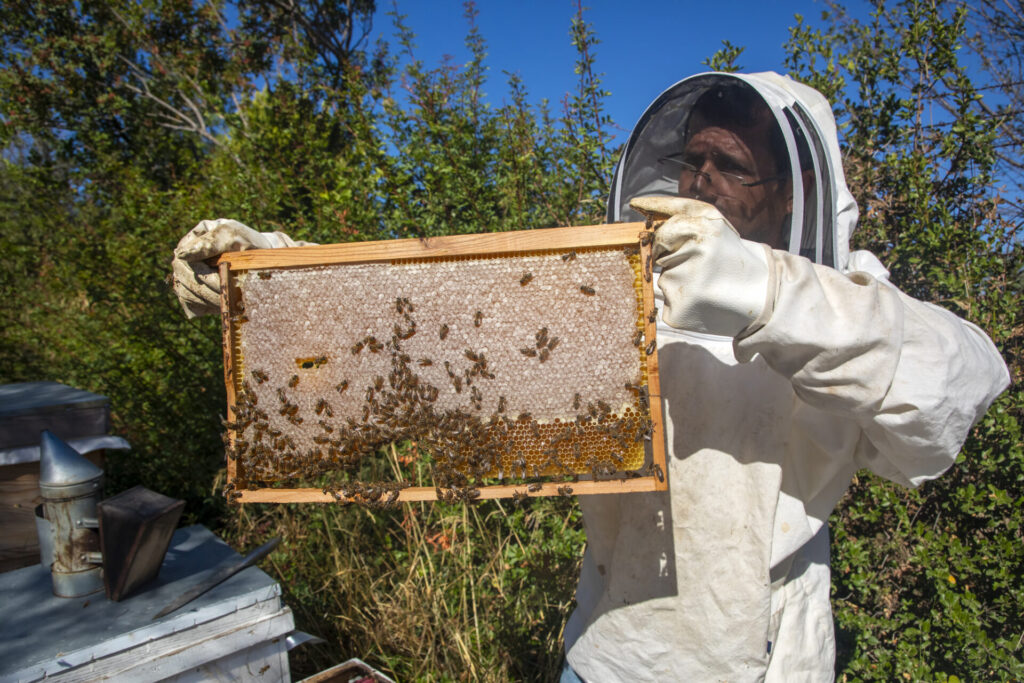 Beehive management