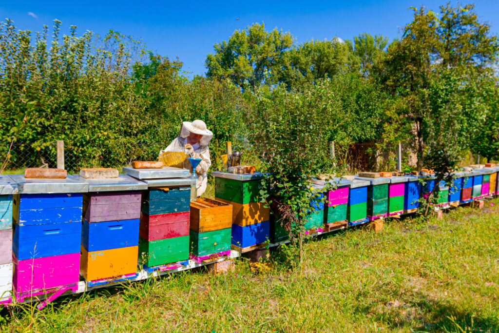 Beekeeper is having activity in his apiary, pouring sugar and water syrup from balloon into a bottle for feeding bees.