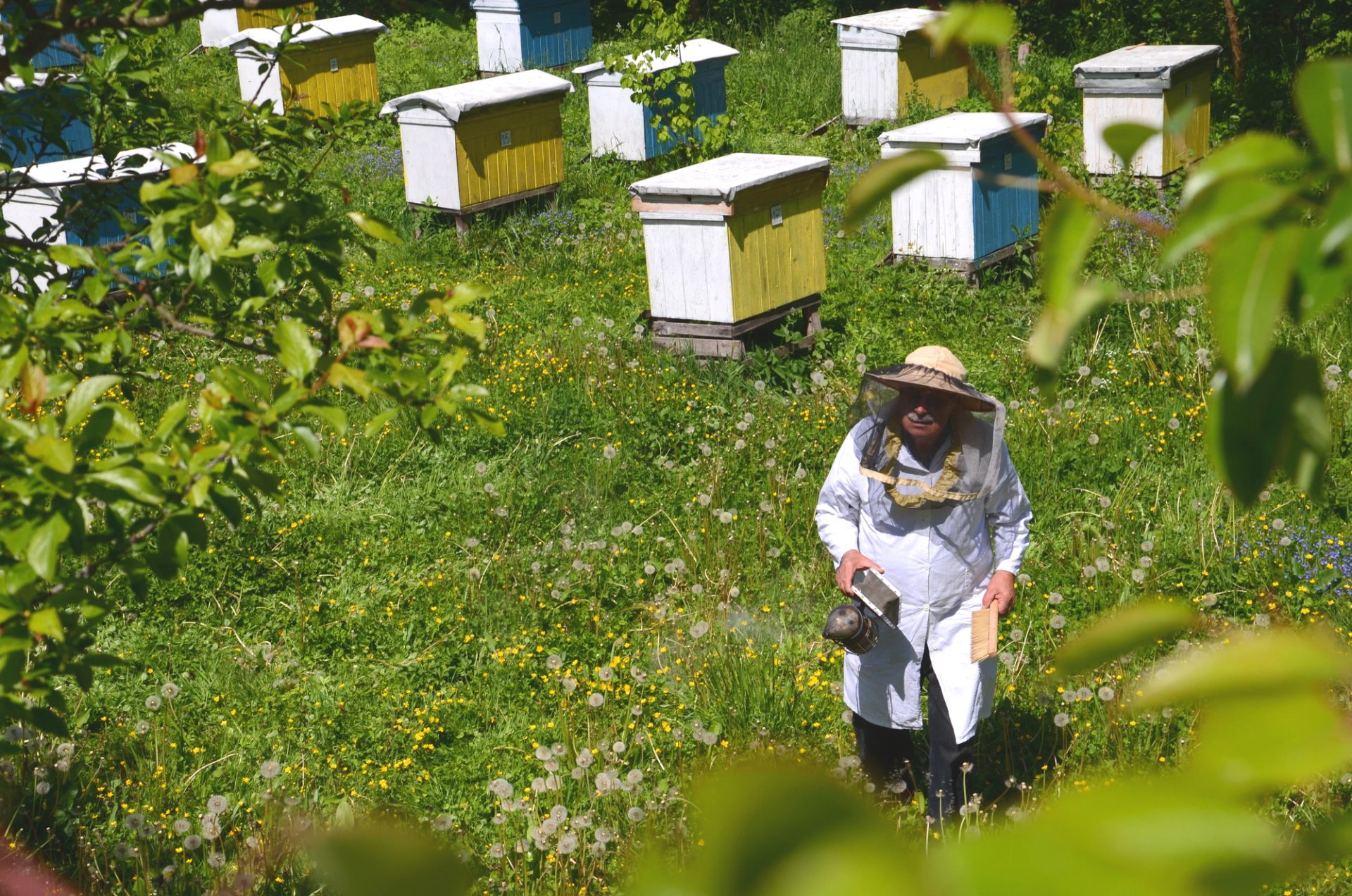 Beekeeping Barrier Management System - Understanding Beekeeping Barrier Management Systems