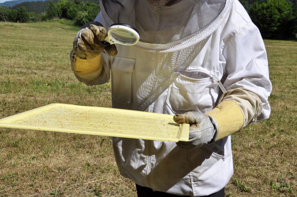 Get Started in Beekeeping - A beekeeper checking for Varroa mites.