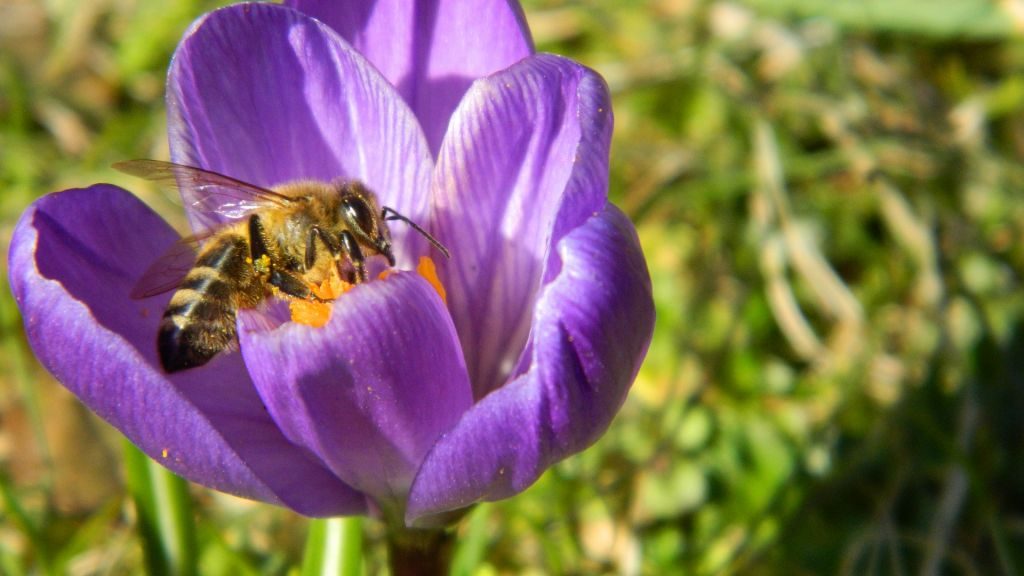 How Bees Work - Bee Gathering Nectar