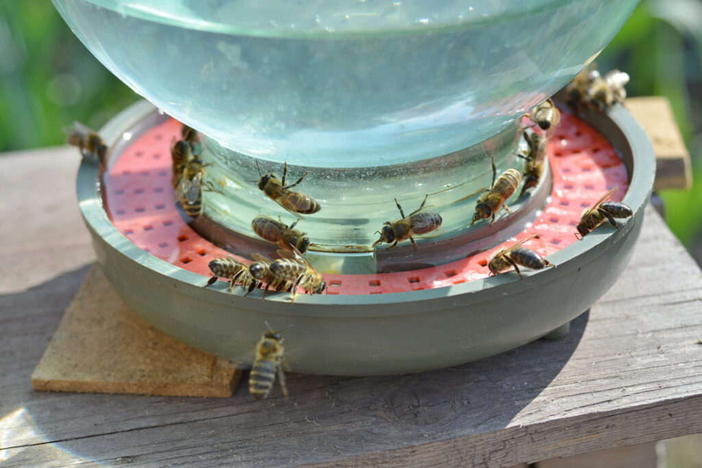 Get Started in Beekeeping - Feeding Bees