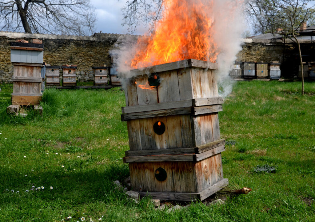 Get Started in Beekeeping