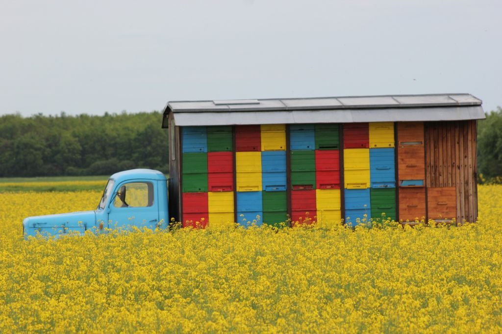 Beekeeping for Pollination - Moving Hives