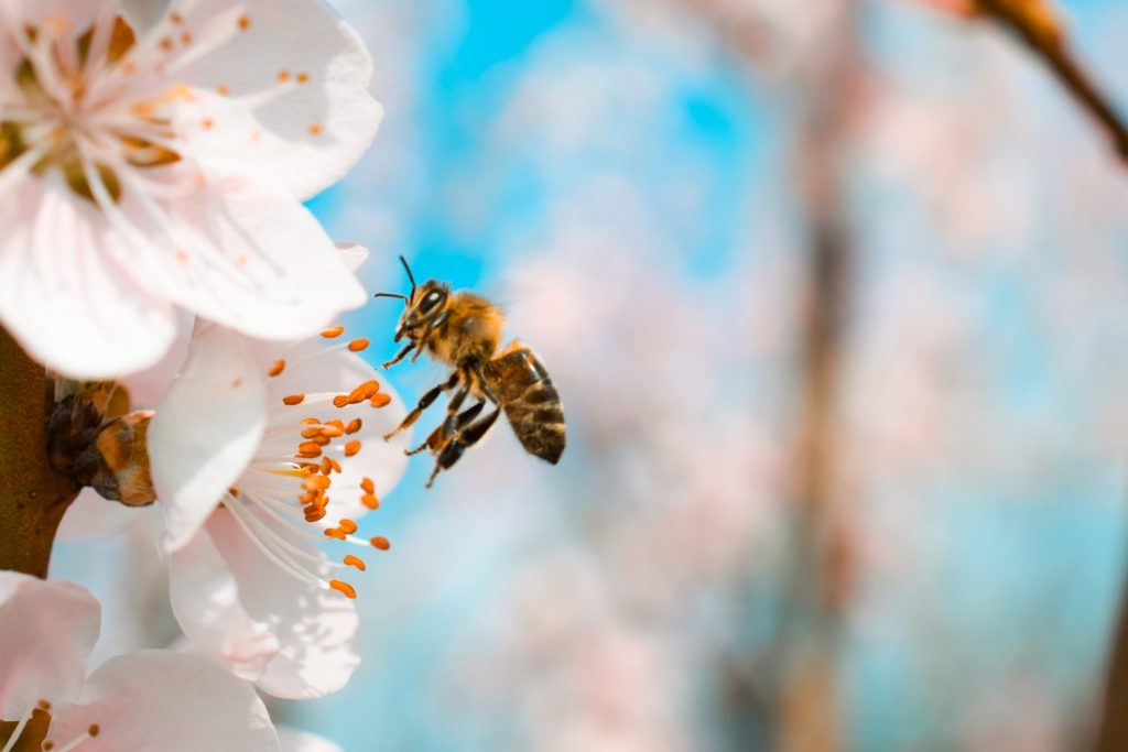 The vital interconnections between honey bees and agriculture - The balance of life on Earth