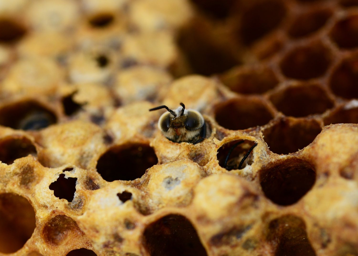 Drone bee hatching